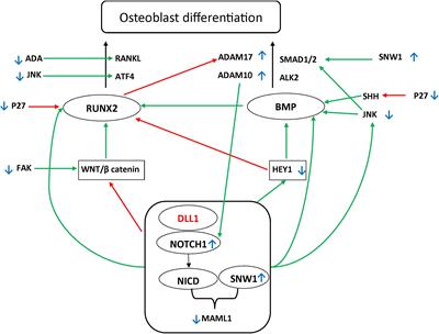 Delta Like-1 Gene Mutation: A Novel Cause of Congenital Vertebral Malformation